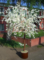 Искусственная Сакура белая 2м (Сакуры)