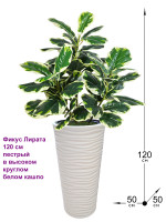 Искусственное растение Фикус Лирата 120 см пестрый в высоком круглом белом кашпо (Фикус Лирата)