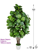 Фикус Лирата Робуста 160см в кашпо (Фикус Лирата)